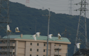アマサギ達　背景が気に入らないのですが…