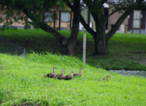 隣ではカルガモ達も同じ方向…