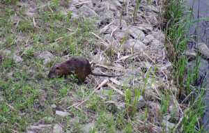 巨大ネズミ　野生化したヌートリア