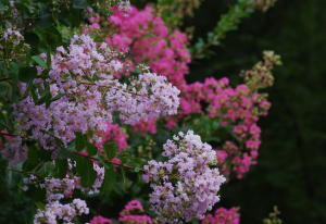 サルスベリは今が花盛り