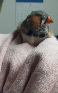 まったり　もふぁっと