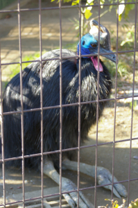 その動物園のヒクイドリ　ツメでかし