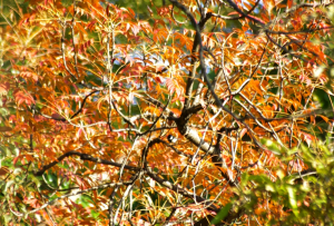 紅葉とシジュウカラ