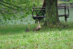 陸でも野草が食べれることを親が教えます