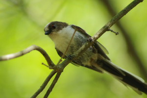 エナガの幼鳥は興味津々