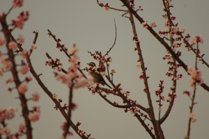 夕暮れ　ツグミも花を愛でる