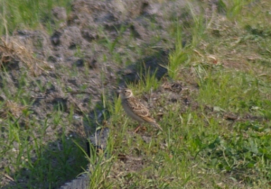 美しい空ほどよく鳴くひばり♪