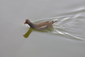 首びよ〜ん、そんなに気になる？