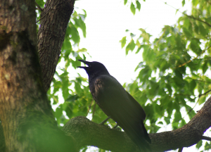 鳴いてるわけじゃないっす。暑いんす。