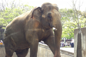 インドゾウでも大きかったなあ…