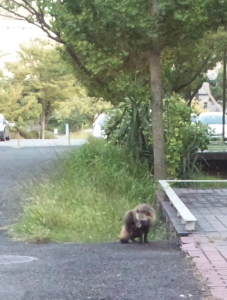 …どっから来たの？