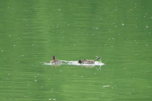 カイツブリの雛は元気に遊びます