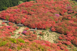 葛城山の山ツツジ