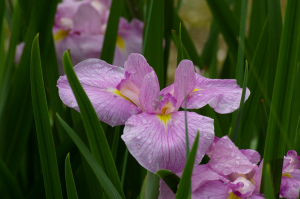 菖蒲は見頃