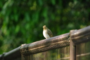かわいい…オオルリ　♀