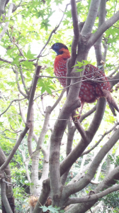 ベニジュケイ、オスはきれいですね