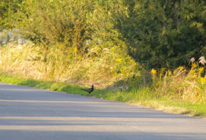 キジが道路に　捕まりんさんなー