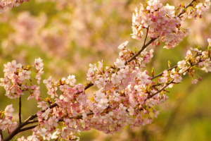 葉桜になりつつあるのも