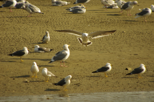 着地はセグロカモメ幼鳥