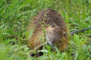 人目も気にせず、食う食う