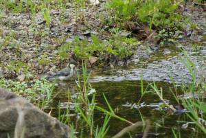 水浴びに来たシジュウカラ幼鳥