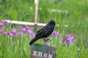 「おこしやす」…営業部鳥でしたか