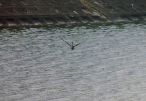 こちらに気づいて飛んでくるのは…