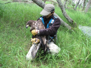 猛禽類医学研究所にて保護