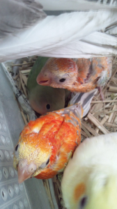 ビセイっこ
