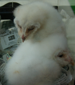 いつかは飼いたいフクロウ