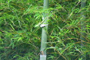 アクロバットシジュウカラ