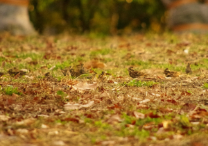 食事中のカシラダカ達　