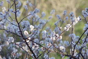 早咲きの桜