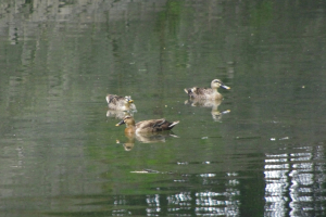 手前の茶色かかったのが幼鳥