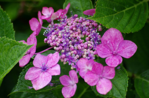 この時期はやはりこの花