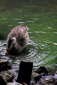 浮きと糸が…