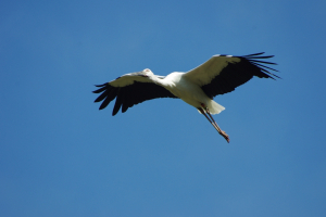 この鳥があなたの街に飛んできて