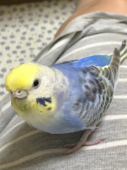 お願いします。