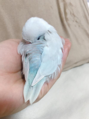 背中が青色です。