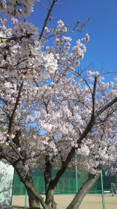 先週行った仕事先の桜