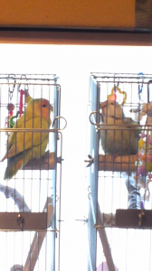 近くに行ったら起きてしまった
