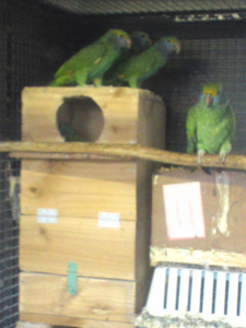 禽舎のキンガオボウシインコ