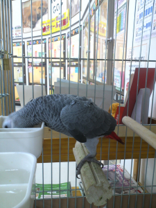 お食事中