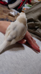 背中から見た感じ