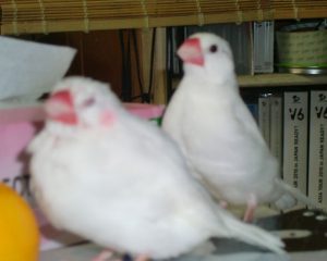 前が文助です。