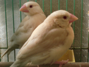 文鳥の雛達す。