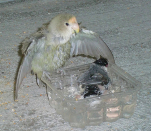 水浴びをしています。