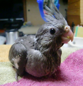 1カ月半です。