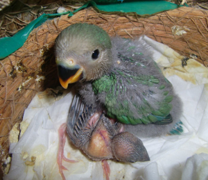 コザクラと文鳥の雛の顔です。