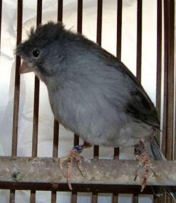 鳥の産卵 繁殖 雛の育て方 紅カナリアとレモンカナリア とりっち インコなど鳥の日本最大級sns